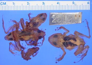 Media type: image; Herpetology A-2512